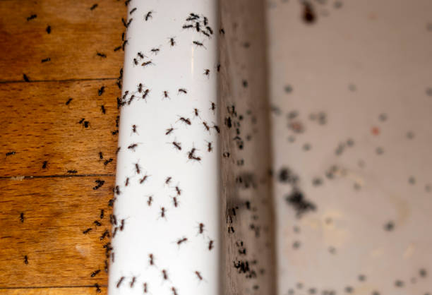 Best Pest Control Near Me in Evans, GA